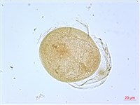 葛瑪蘭芭蕉藏品圖，第2張