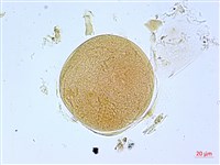 葛瑪蘭芭蕉藏品圖，第3張