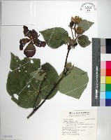 黃槿藏品圖，第1張