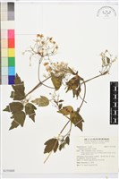 串鼻龍藏品圖，第1張