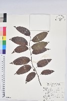 披針葉饅頭果藏品圖，第1張