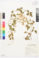 串鼻龍藏品圖，第1張