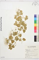 鵝鑾鼻鐵線蓮藏品圖，第1張