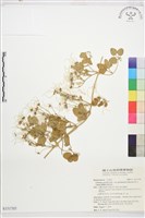 鵝鑾鼻鐵線蓮藏品圖，第1張