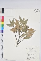 長尾栲、長尾柯、長尾尖葉櫧藏品圖，第1張