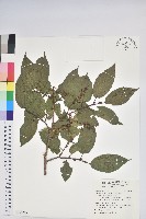 南燭藏品圖，第1張