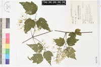 串鼻龍藏品圖，第1張