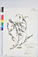 五蕊油柑藏品圖，第1張