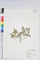 小葉鐵莧藏品圖，第1張