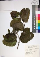 臭娘子藏品圖，第1張