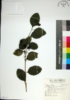 苦林盤藏品圖，第1張