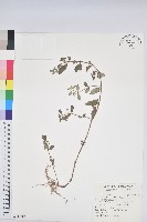 飛揚草藏品圖，第1張