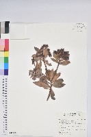 南燭藏品圖，第1張