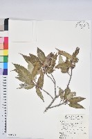 狹葉椆藏品圖，第1張