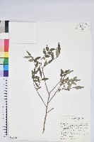 毛蕊花藏品圖，第1張