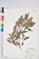 鋸葉長尾栲、白校欑藏品圖，第1張