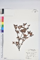 臺灣高山杜鵑藏品圖，第1張