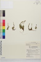 合歡柳葉菜藏品圖，第1張