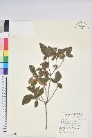 紅毛杜鵑藏品圖，第1張