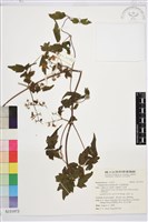 短尾鐵線蓮藏品圖，第1張