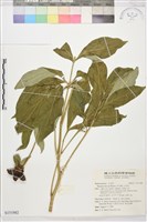 草芍藥, 山芍葯藏品圖，第1張