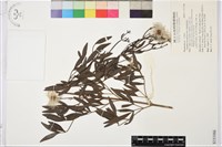 棉團鐵線蓮藏品圖，第1張