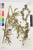 河北白喉烏頭藏品圖，第1張