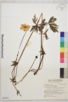 金蓮花藏品圖，第1張