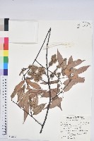 刺栲、鉤栗、火燒柯藏品圖，第1張