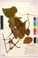 登錄號:S152040藏品圖，第1張