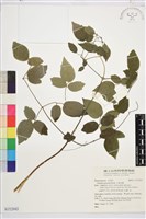 小蓑衣藤藏品圖，第1張