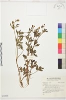 登錄號:S152046藏品圖，第1張