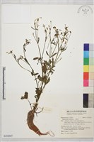 石龍芮藏品圖，第1張