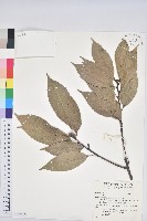 登錄號:S152069藏品圖，第1張