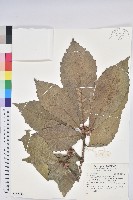 登錄號:S152088藏品圖，第1張