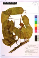 登錄號:S152098藏品圖，第1張