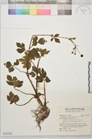 辣子草、揚子毛茛藏品圖，第1張