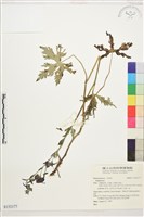 登錄號:S152177藏品圖，第1張