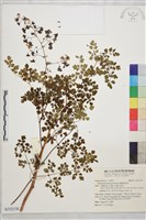 偏翅唐松草藏品圖，第1張