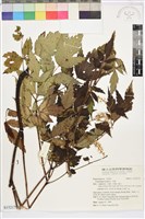 升麻藏品圖，第1張