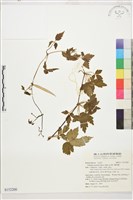 繡球藤藏品圖，第1張