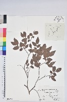 日本扁枝越桔藏品圖，第1張