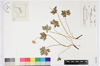 鵝掌草藏品圖，第1張