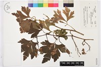 登錄號:S152230藏品圖，第1張