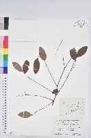 登錄號:S152234藏品圖，第1張