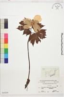 登錄號:S152256藏品圖，第1張