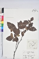 登錄號:S152259藏品圖，第1張