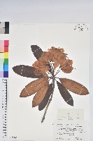 登錄號:S152266藏品圖，第1張