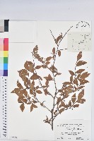 登錄號:S152284藏品圖，第1張