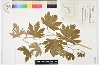 登錄號:S152294藏品圖，第1張